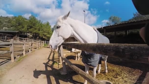 Visiting horse farm set - Footage, Video