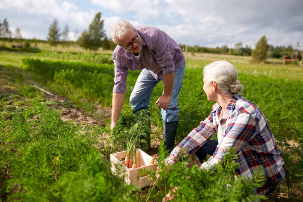 senior couple with box picking carrots on farm - Foto, Imagem