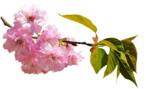 Piękną gałąź z sakura różowe kwiaty na białym tle - Zdjęcie, obraz