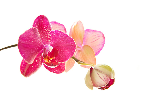 Orquídeas sobre fundo branco
 - Foto, Imagem