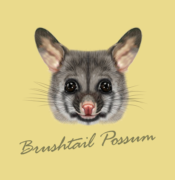 Wektor Illustrated portret wspólne possum brushtail - Wektor, obraz