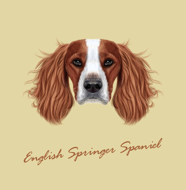 Vector illustrated Portrait of English Springer Spaniel dog - Vector, Image