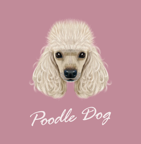 Portrait de chien caniche illustré vectoriel
 - Vecteur, image