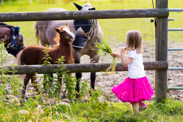 Little girl feeding baby horse on ranch - Foto, imagen