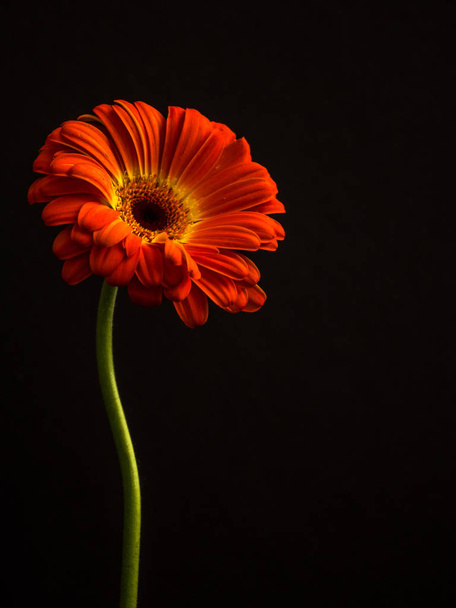 elegante margherita Gerbera arancione su nero
 - Foto, immagini