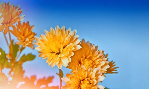 Colorful chrysanthemum flowers on a background of the autumn lan - Photo, Image