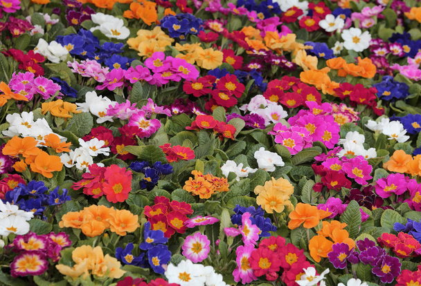 background of many colorful primroses in early spring - Photo, Image