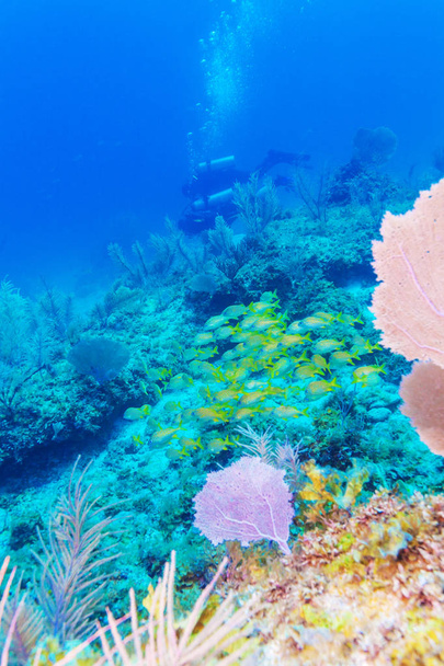 Onderwater scène met het leven van een tropische koraalrif  - Foto, afbeelding