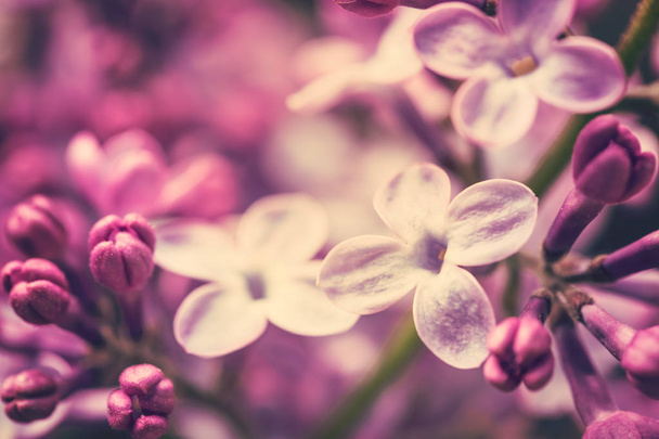 Lilac flowers background - Foto, Imagen