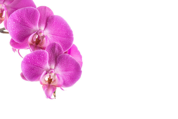 orchid  pink flower with water drops - Foto, immagini