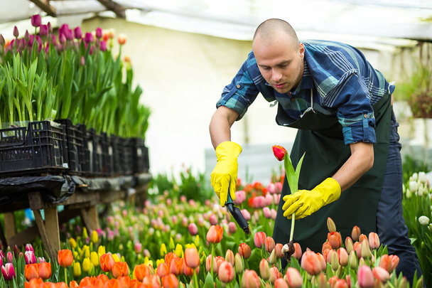 Человек садовник флорист держа букет цветов, стоя в теплице, где выращивают тюльпаны, улыбающийся садовник держа тюльпаны с луковицами, Спрингтайм, много тюльпанов, цветочная концепция
 - Фото, изображение