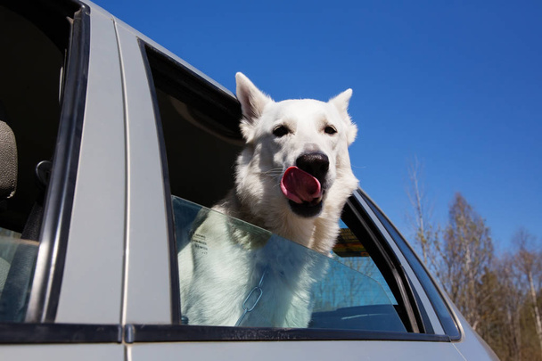 White Swiss shepherd dog looking out of car window - Fotoğraf, Görsel