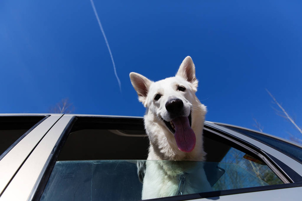White Swiss shepherd dog looking out of car window - Valokuva, kuva