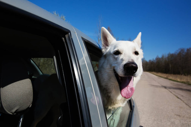White Swiss shepherd dog looking out of car window - Foto, afbeelding