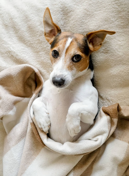 Милый взрослый пес Джек Рассел лежит на спине завернутый в одеяло
 - Фото, изображение