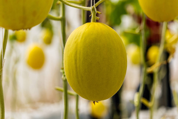 Melón melón amarillo que crece en un invernadero
. - Foto, Imagen