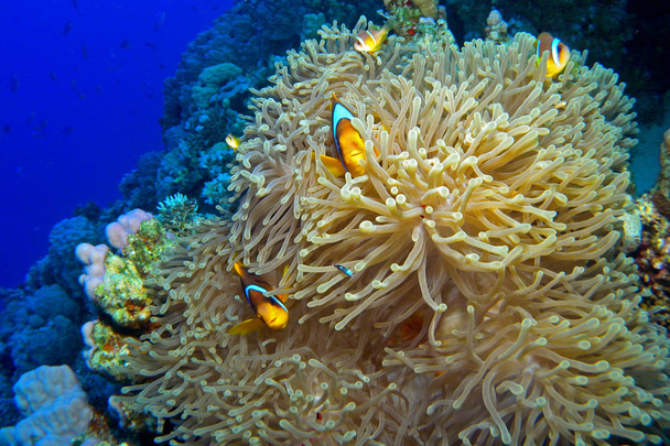Rode Zee Anemonefish, onderwater. - Foto, afbeelding