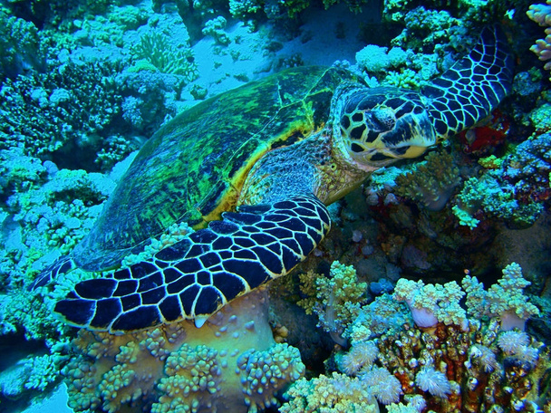 Karetschildpad, onderwater. - Foto, afbeelding