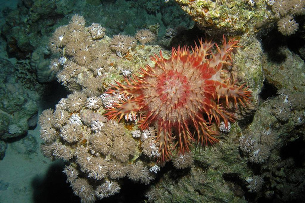 Морская звезда с терновым венцом, под водой
. - Фото, изображение