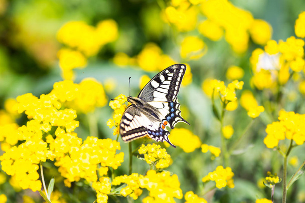 Close-up butterfly Swallowtail on yellow flowers in garden - Photo, Image