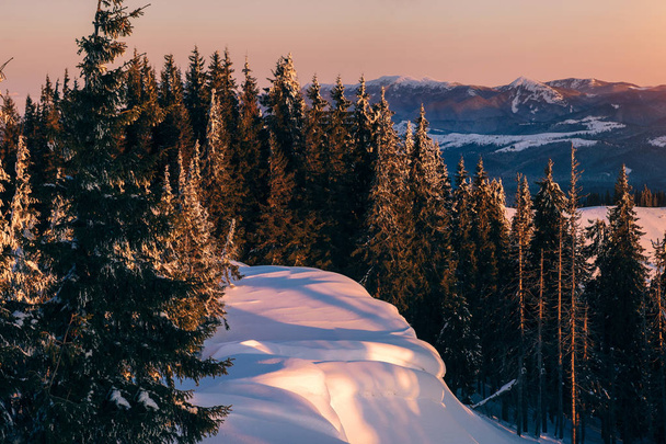 Świerk drzewa pokryte śniegiem w górach o wschodzie słońca - Zdjęcie, obraz