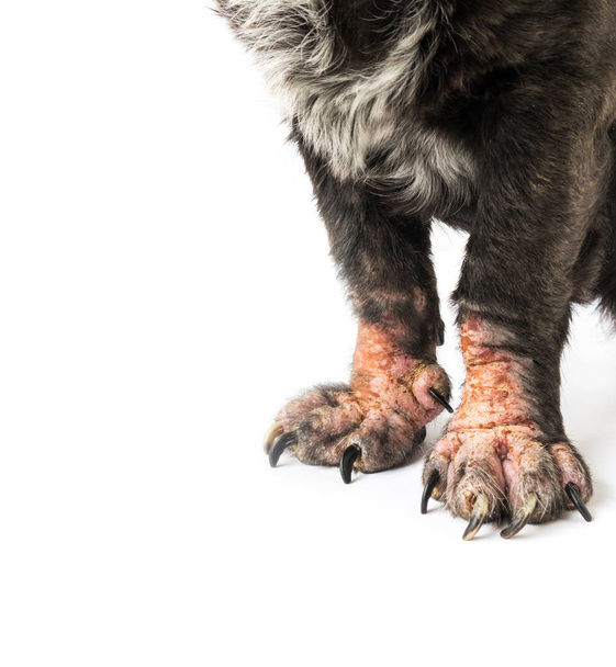 Pernas fechadas de cão doente hanseníase problema de pele com fundo branco, foco seletivo
 - Foto, Imagem