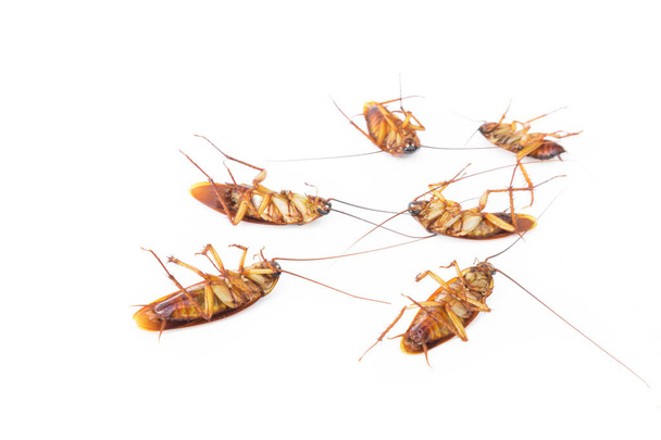 Dode kakkerlakken op witte achtergrond - Foto, afbeelding