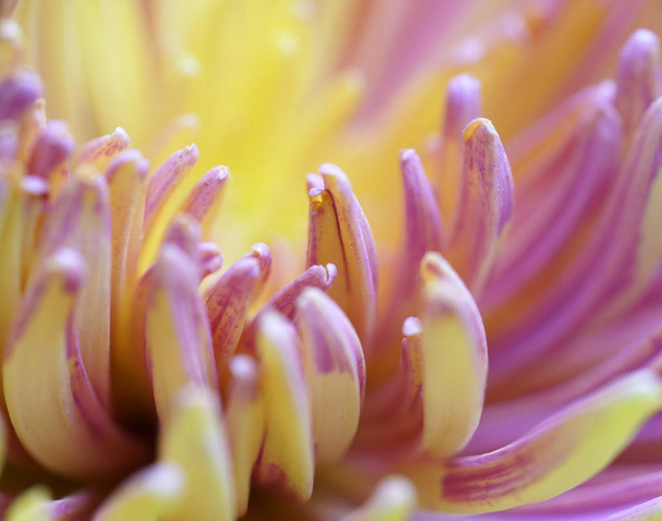 Chrysant bloem Macro. Onscherpe achtergrond van geel-roze bloem. Chrysant bloemblaadjes close-up. Voor design. Natuur.  - Foto, afbeelding
