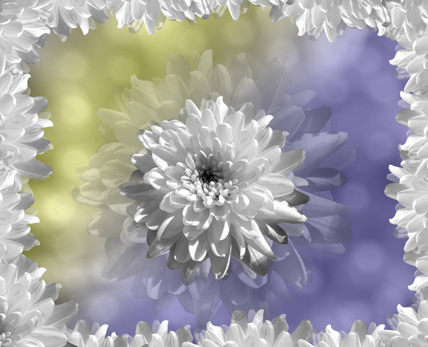 flor sobre fondo borroso azul-amarillo bokeh. flores blancas crisantemo. collage floral. Composición floral. Naturaleza
.    - Foto, Imagen