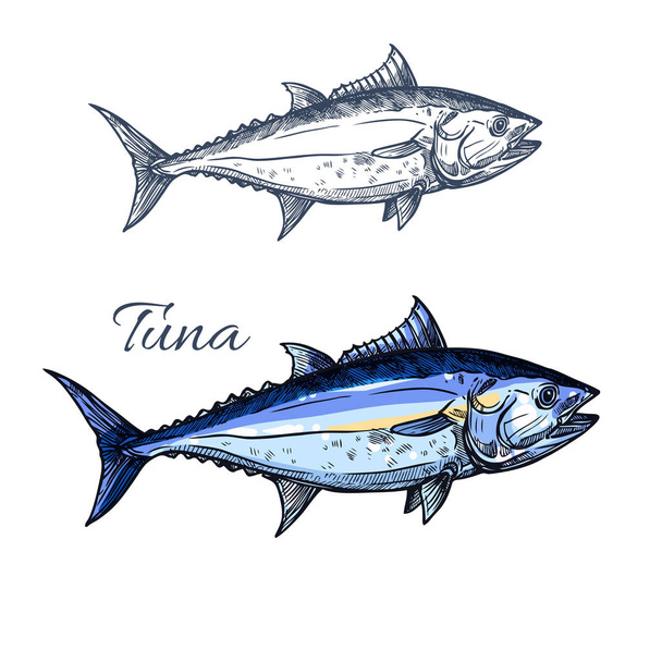 Tuna fish sketch with atlantic bluefin tunny - Vector, Image