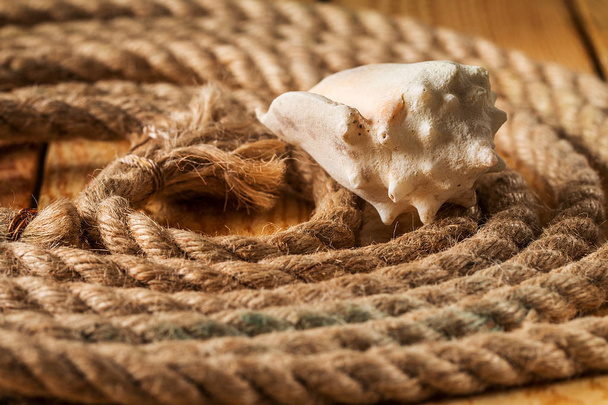 Seashell and rope on  wooden background - Φωτογραφία, εικόνα