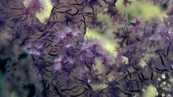 Soft coral underwater on background marine landscape in Red sea. - Footage, Video