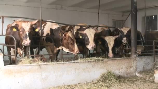 Μοντέρνα φάρμα αχυρώνα με άρμεγμα αγελάδες τρώνε σανό - Πλάνα, βίντεο