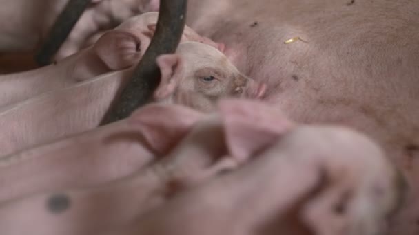 Свині на худоби фермі. Свинарство
 - Кадри, відео