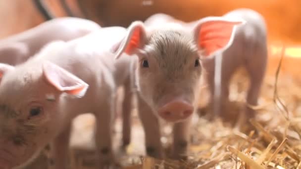 Свині на худоби фермі. Свинарство
 - Кадри, відео