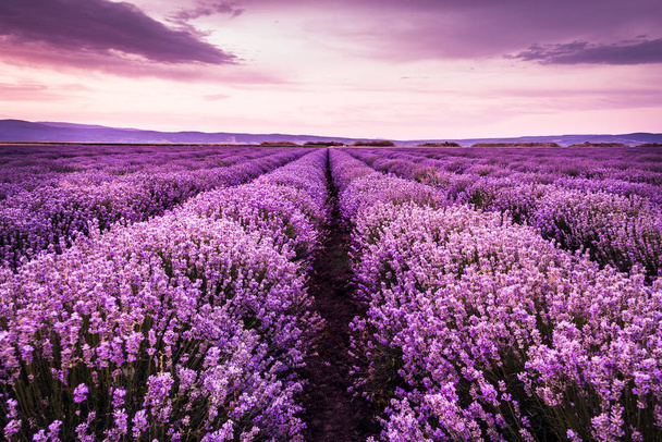 blühendes Lavendelfeld unter den violetten Farben des sommerlichen Sonnenuntergangs  - Foto, Bild