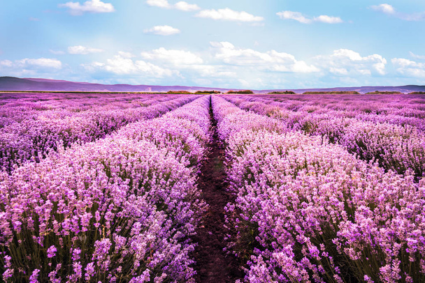 Lavendel veld onder de hemel duidelijk zomer bloeien. - Foto, afbeelding