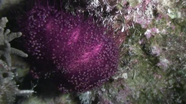 Mořský ježek echinus pod vodou v Rudém moři. - Záběry, video