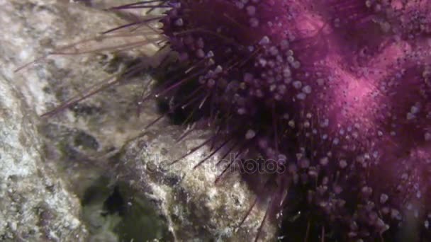 ouriço-do-mar echinus subaquático no mar Vermelho
. - Filmagem, Vídeo