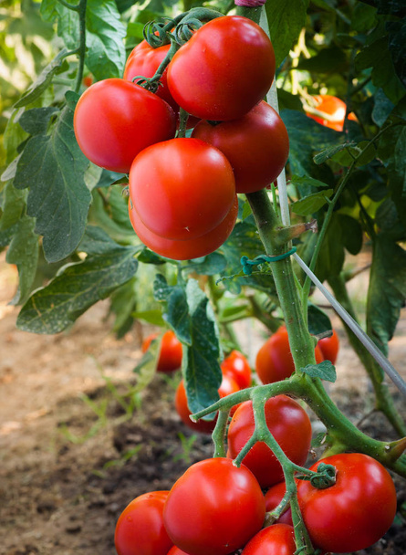 Zralá rajčata v zahradě připravena k sklizni - Fotografie, Obrázek