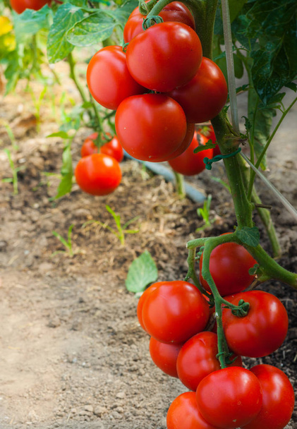 Спелые помидоры в саду готовы к сбору урожая - Фото, изображение
