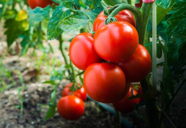 Rijp tomaten in de tuin klaar om te oogsten - Foto, afbeelding
