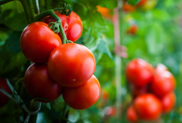 Dojrzałe pomidory w ogrodzie gotowe do zbioru - Zdjęcie, obraz