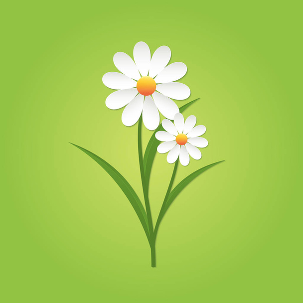 Chamomile flower on green background. - Vecteur, image