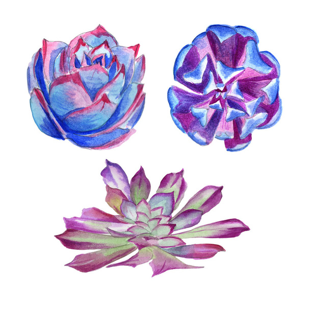 Wildflower succulentus flower in a watercolor style isolated. - Фото, изображение