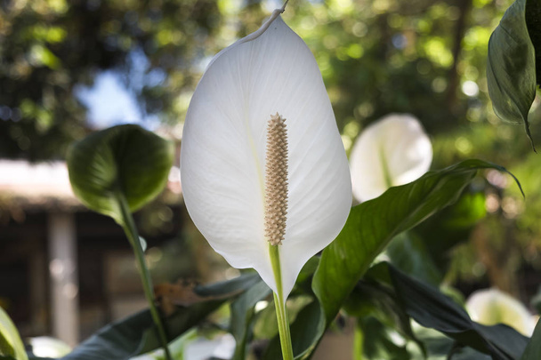 Witte anthurium bloem in tuin - Foto, afbeelding
