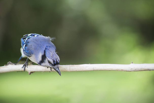 Jay azul en una rama
 - Foto, Imagen
