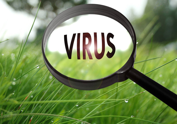Magnifying glass with the word virus on grass background. Selective focus - Foto, afbeelding