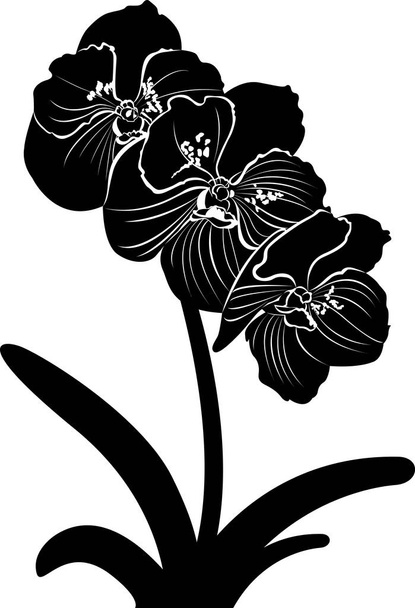 orchids. orchid flower branch vector isolated - Wektor, obraz