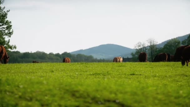 Kühe grasen in einem Tal in Neuseeland - Filmmaterial, Video